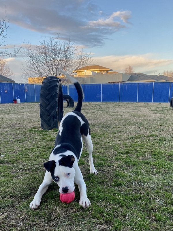 Chleo, an adoptable Border Collie in Kennewick, WA, 99336 | Photo Image 4