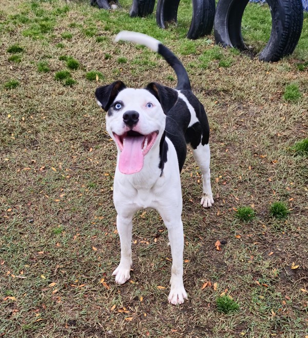 Chleo, an adoptable Border Collie in Kennewick, WA, 99336 | Photo Image 5