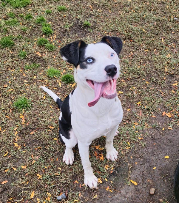 Chleo, an adoptable Border Collie in Kennewick, WA, 99336 | Photo Image 6