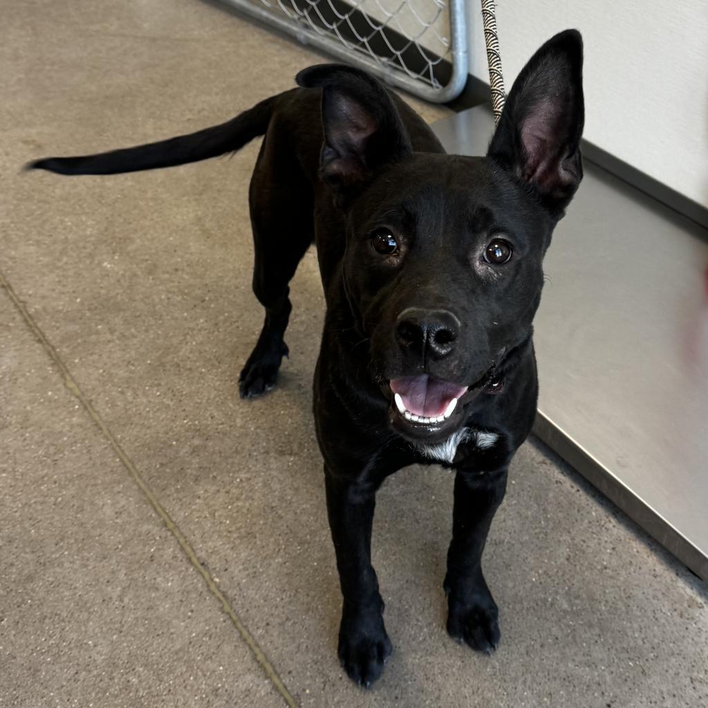 Chanel, an adoptable Mixed Breed in Las Cruces, NM, 88012 | Photo Image 1