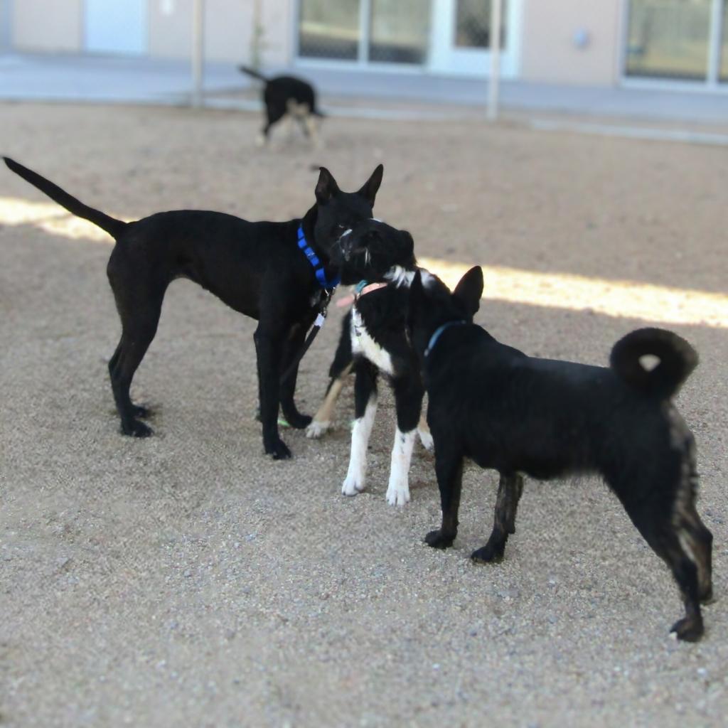 Chanel, an adoptable Mixed Breed in Las Cruces, NM, 88012 | Photo Image 2