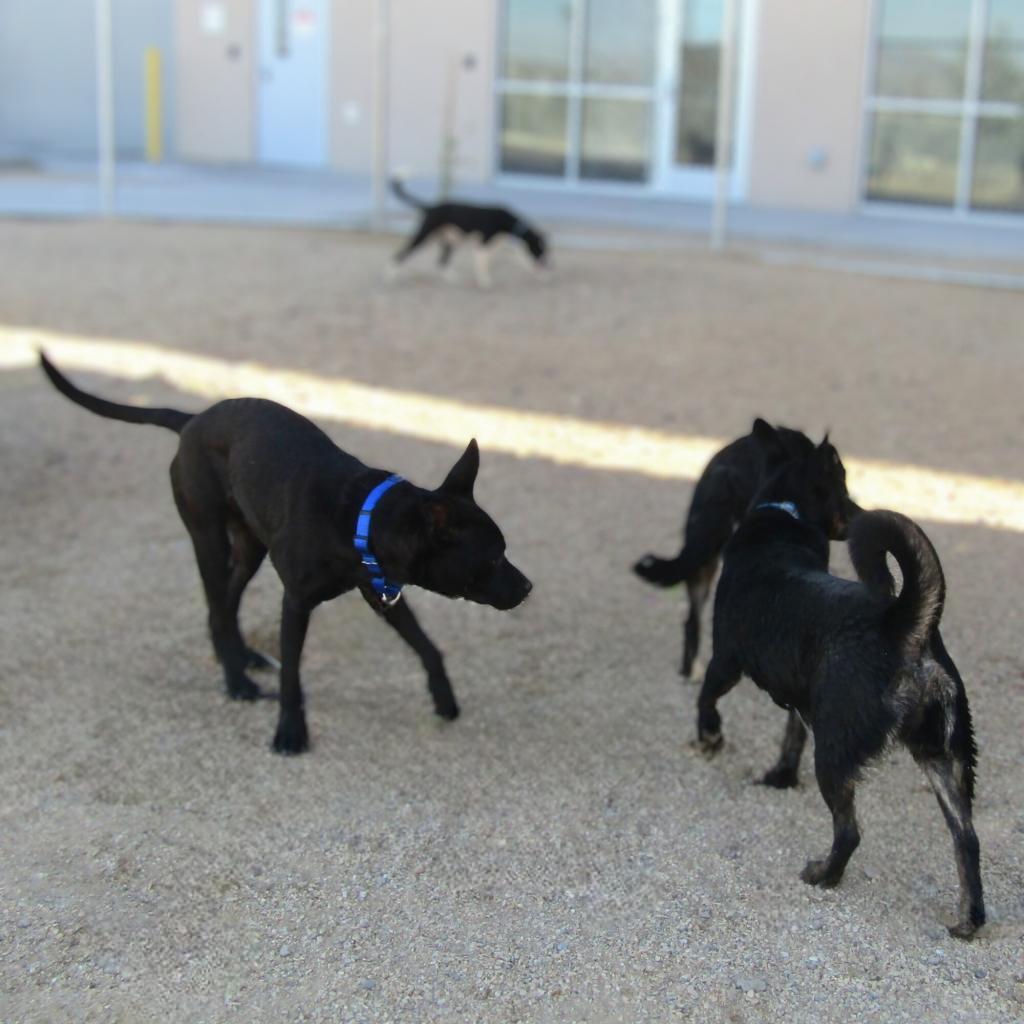 Chanel, an adoptable Mixed Breed in Las Cruces, NM, 88012 | Photo Image 3