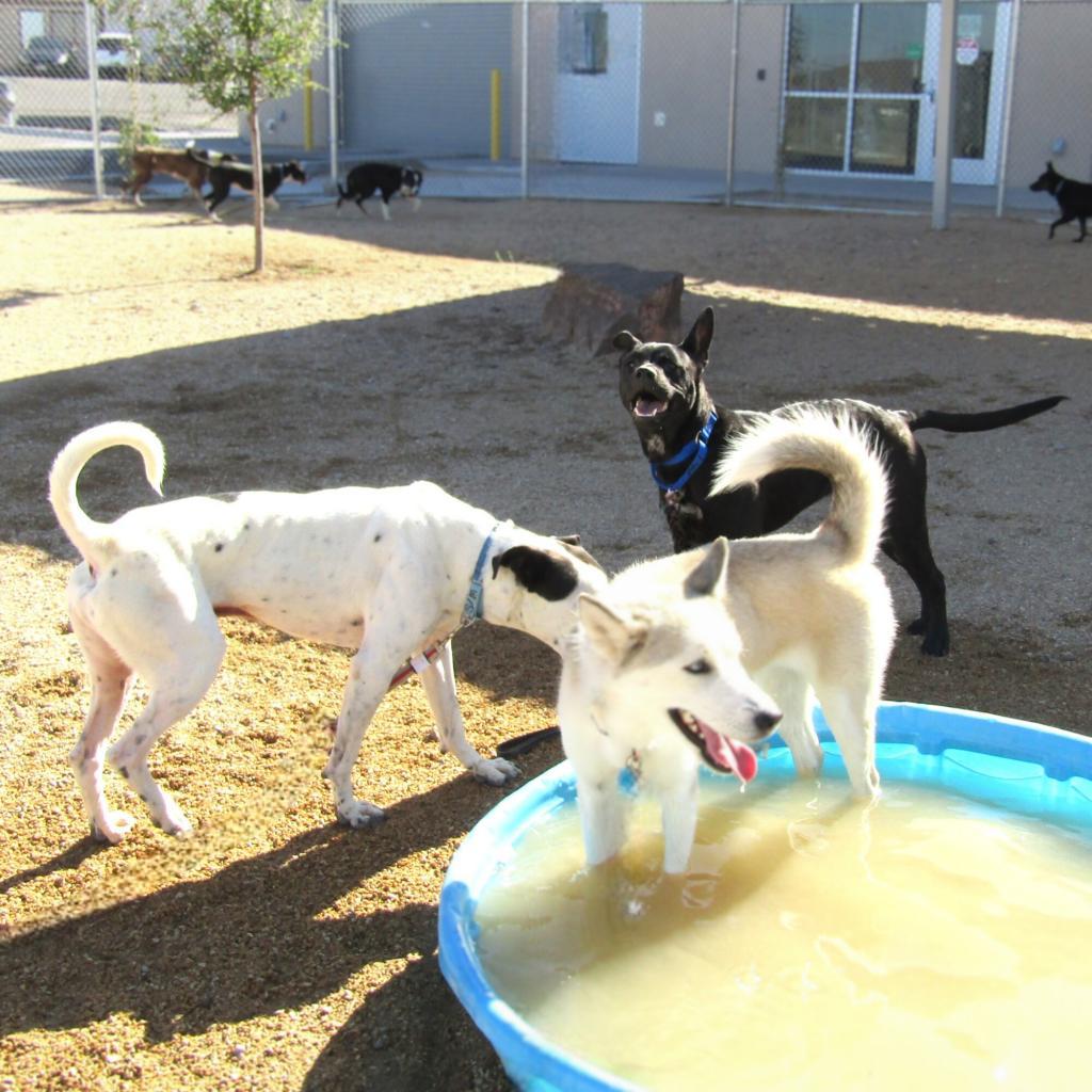 Chanel, an adoptable Mixed Breed in Las Cruces, NM, 88012 | Photo Image 4