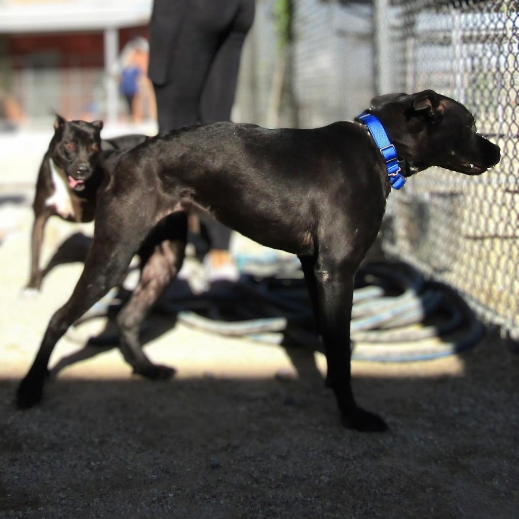 Chanel, an adoptable Mixed Breed in Las Cruces, NM, 88012 | Photo Image 6