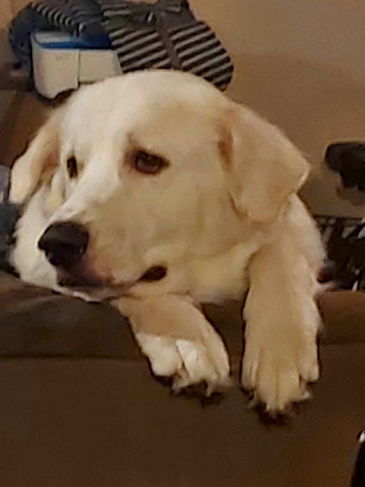 Dog for adoption Frankie the Artful Dodger ATX, a Great Pyrenees in