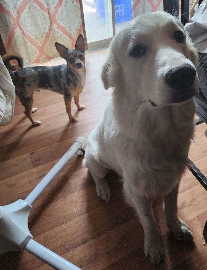 Dog for adoption Frankie the Artful Dodger ATX, a Great Pyrenees in