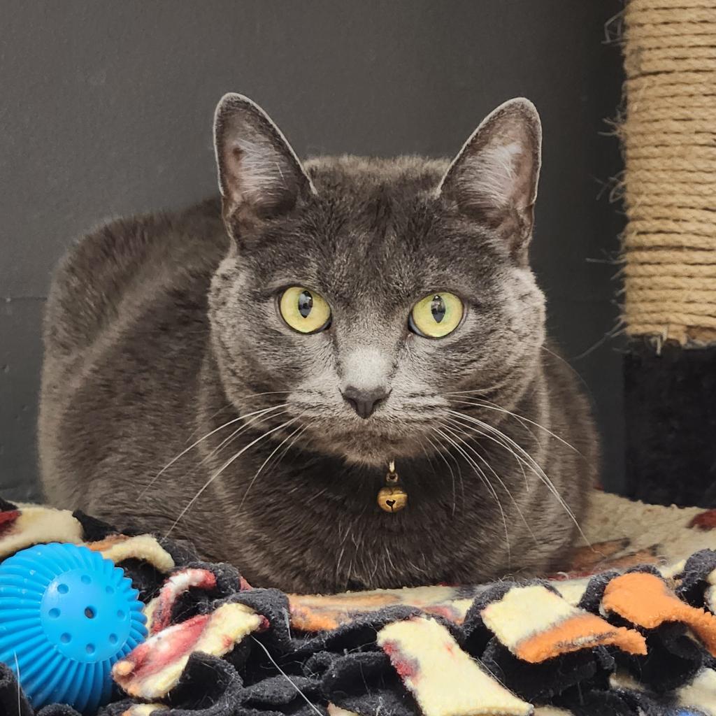 Cinder, an adoptable Domestic Short Hair in Great Falls, MT, 59404 | Photo Image 1