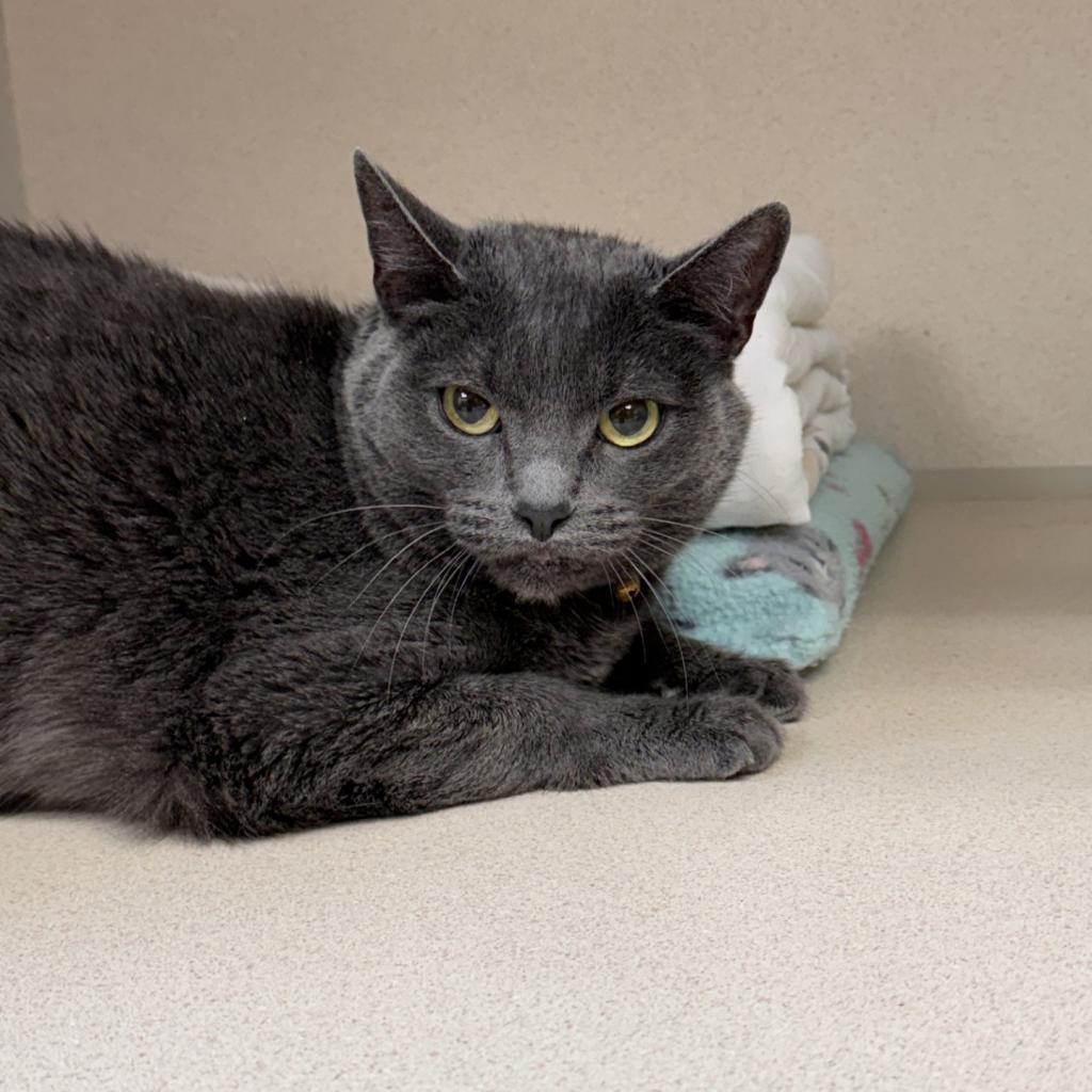 Cinder, an adoptable Domestic Short Hair in Great Falls, MT, 59404 | Photo Image 2