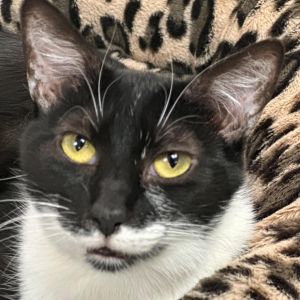 Verity is a medium sized adult cat who is seeking her person or a couple to bond