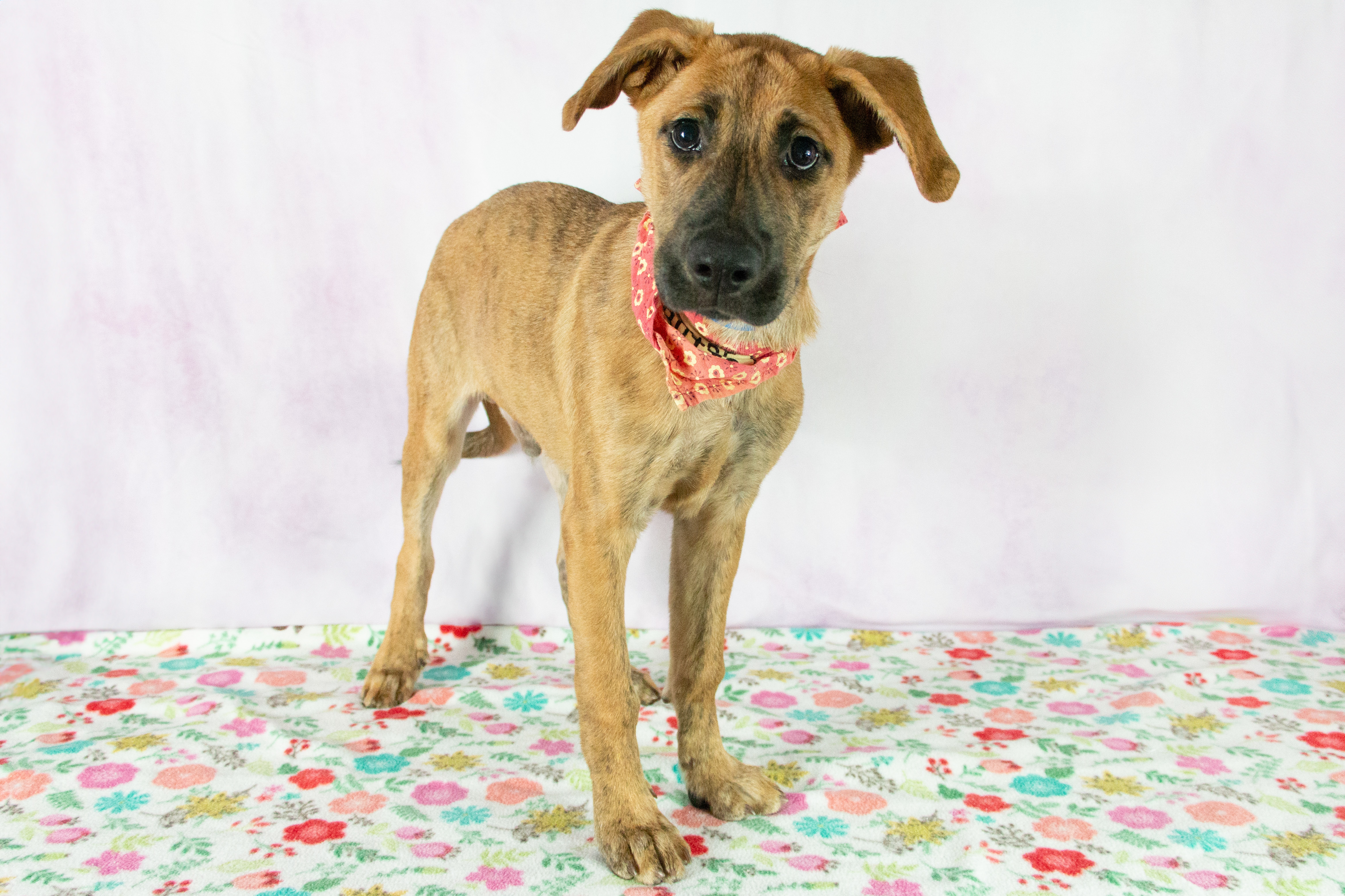 Dog for adoption Travis, a Catahoula Leopard Dog Mix in Greenville