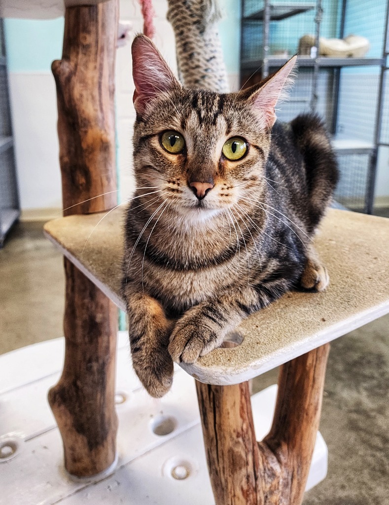 Callie, an adoptable Domestic Short Hair in Gold Beach, OR, 97444 | Photo Image 1