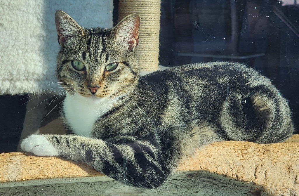 Chloe, an adoptable Domestic Short Hair in Gold Beach, OR, 97444 | Photo Image 1