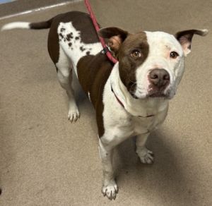 Petey - a great name for a great dog Petey is a super sweetie Hes a handsome boy with his
