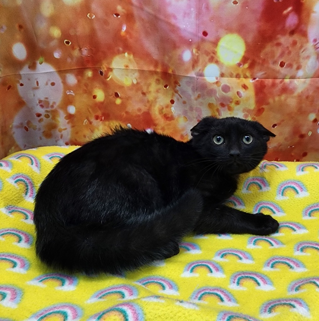 Bat