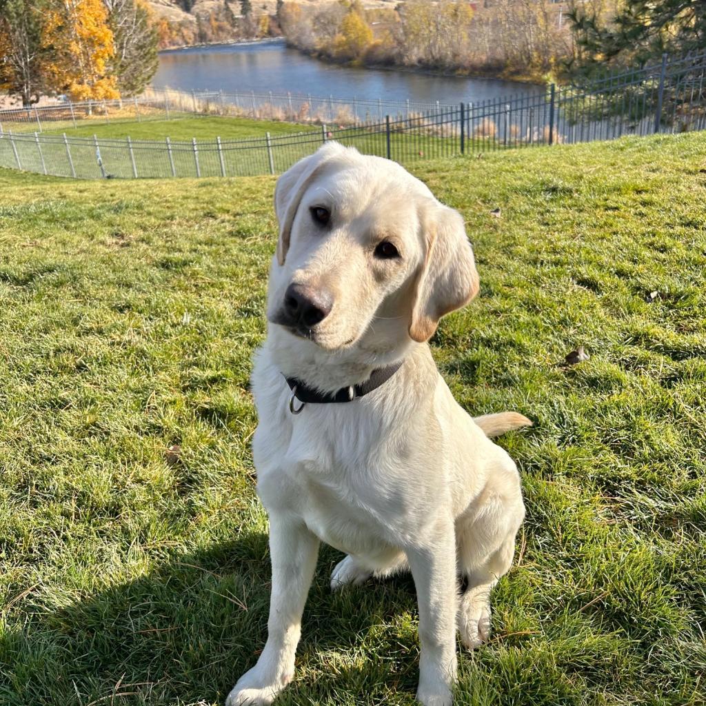 Moose, an adoptable Labrador Retriever in Cashmere, WA, 98815 | Photo Image 1