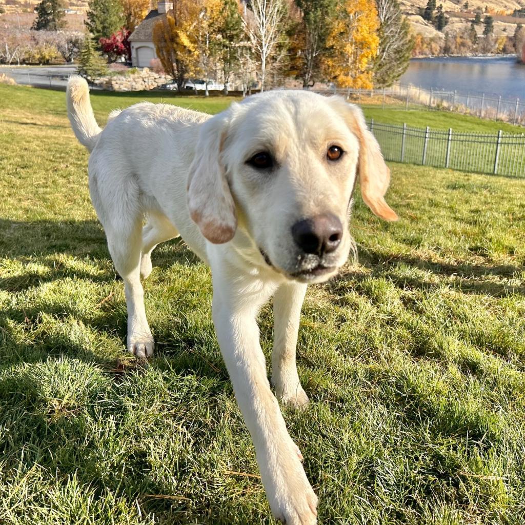 Moose, an adoptable Labrador Retriever in Cashmere, WA, 98815 | Photo Image 4