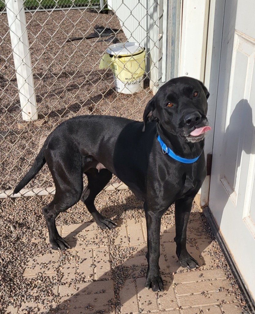 Charlotte, an adoptable Labrador Retriever in Medford, WI, 54451 | Photo Image 1