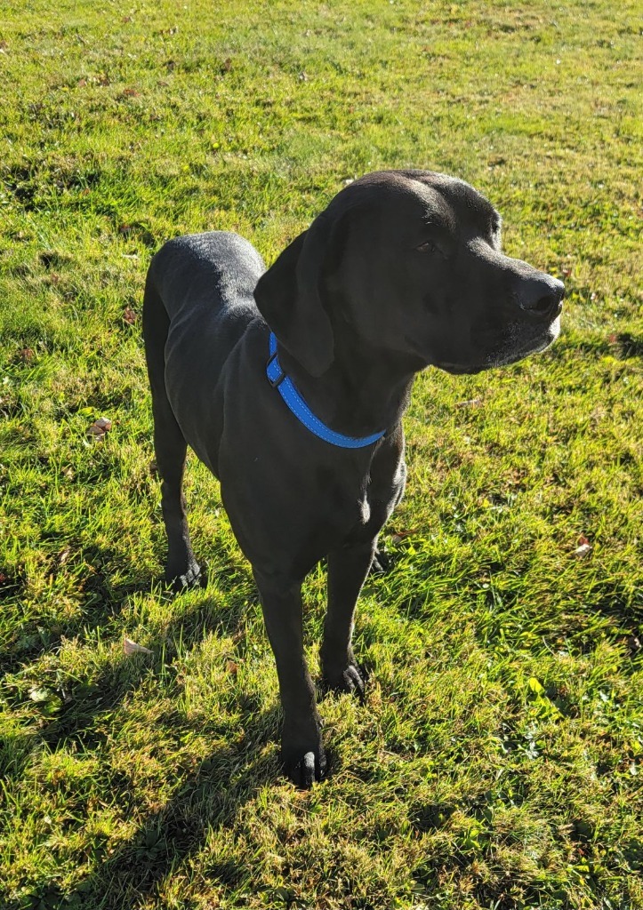 Charlotte, an adoptable Labrador Retriever in Medford, WI, 54451 | Photo Image 2