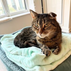 Felix, Adult Male Domestic Short Hair