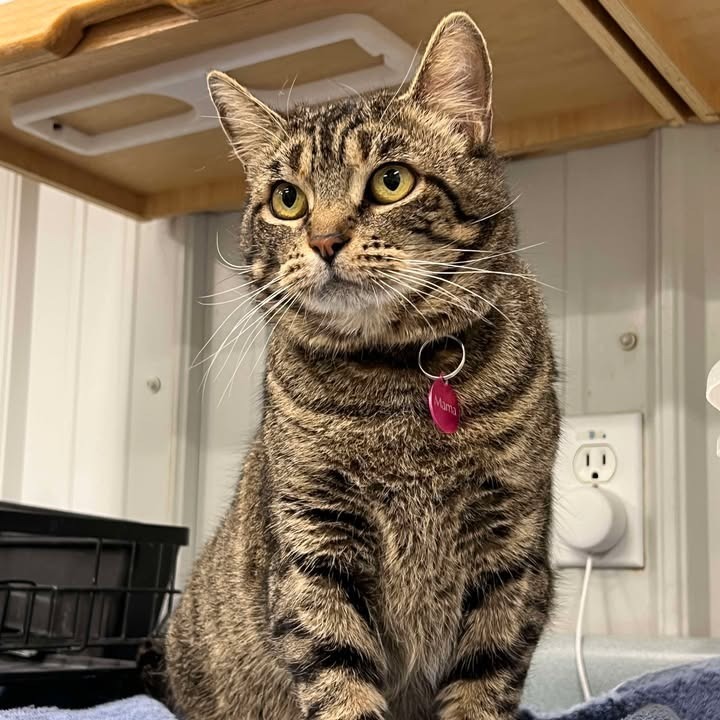 Mama, an adoptable Domestic Short Hair in Buffalo, WY, 82834 | Photo Image 1