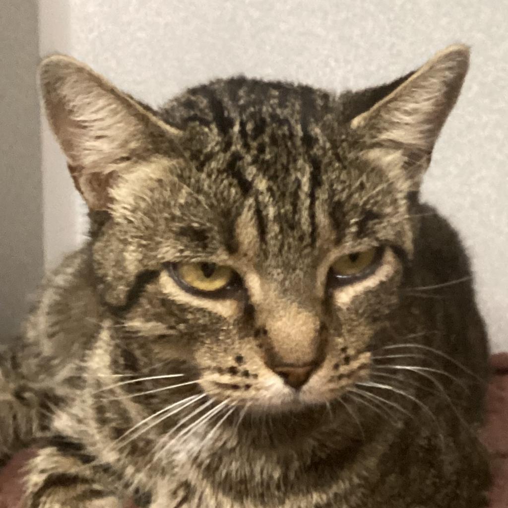 Mama, an adoptable Domestic Short Hair in Buffalo, WY, 82834 | Photo Image 2