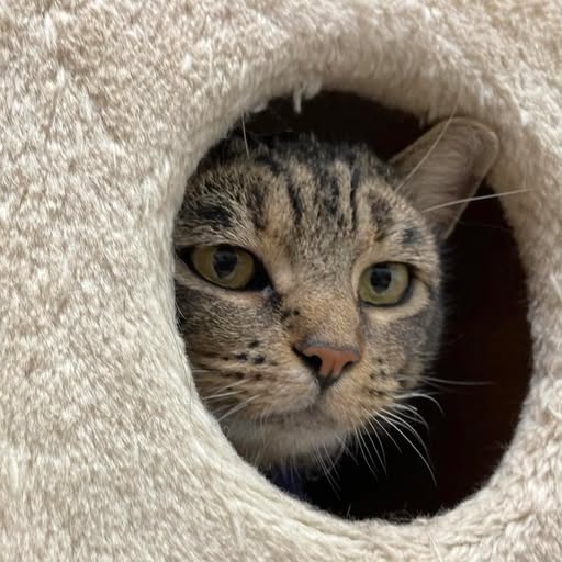 Mama, an adoptable Domestic Short Hair in Buffalo, WY, 82834 | Photo Image 3