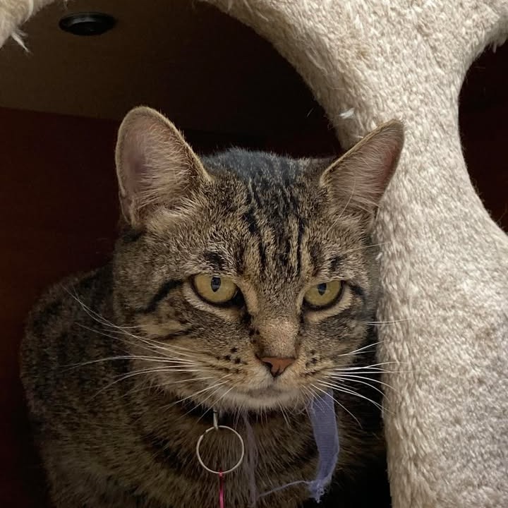 Mama, an adoptable Domestic Short Hair in Buffalo, WY, 82834 | Photo Image 4