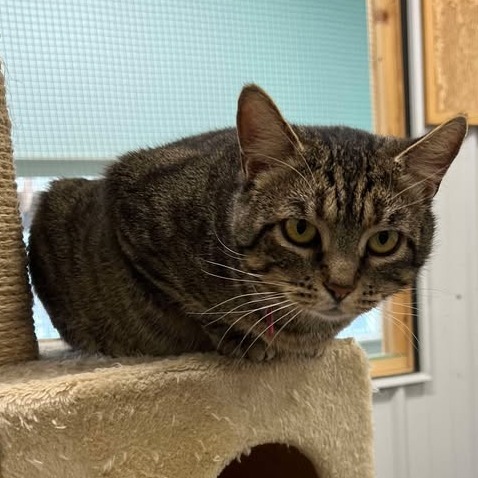 Mama, an adoptable Domestic Short Hair in Buffalo, WY, 82834 | Photo Image 6