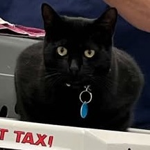 Black Betty