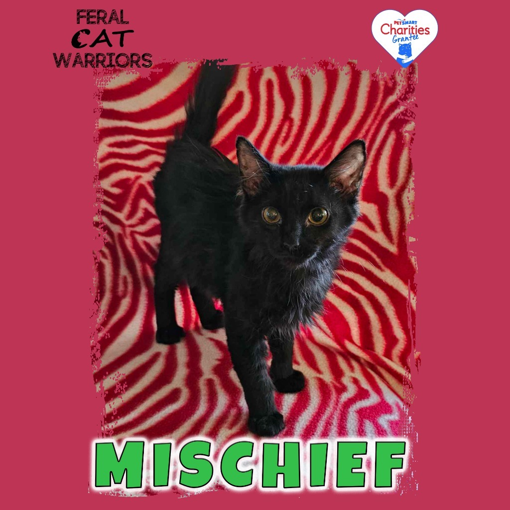 Mischief, an adoptable Domestic Short Hair in Kingman, AZ, 86401 | Photo Image 1