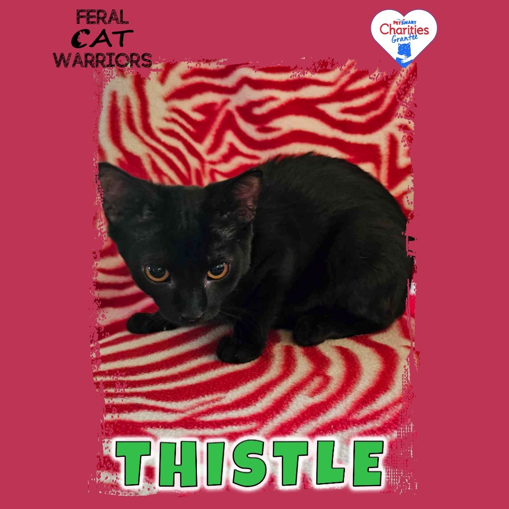 Thistle, an adoptable Domestic Short Hair in Kingman, AZ, 86401 | Photo Image 1