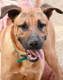 Tony, an adoptable Labrador Retriever in Kingman, AZ, 86401 | Photo Image 1