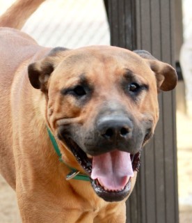 Tony, an adoptable Labrador Retriever in Kingman, AZ, 86401 | Photo Image 2