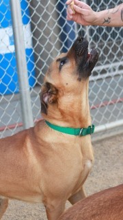 Tony, an adoptable Labrador Retriever in Kingman, AZ, 86401 | Photo Image 3