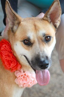 Lola, an adoptable Shepherd in Kingman, AZ, 86401 | Photo Image 1