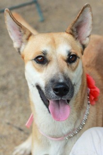 Lola, an adoptable Shepherd in Kingman, AZ, 86401 | Photo Image 2