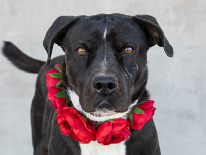 Dice, an adoptable Mixed Breed in Longmont, CO, 80501 | Photo Image 1