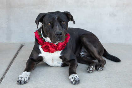 Dice, an adoptable Mixed Breed in Longmont, CO, 80501 | Photo Image 2