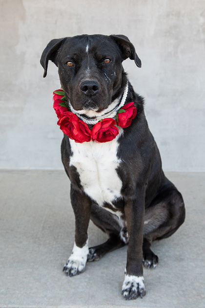 Dice, an adoptable Mixed Breed in Longmont, CO, 80501 | Photo Image 3