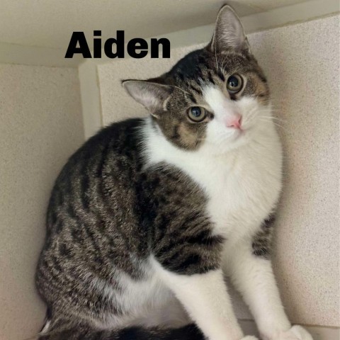 Aiden 240820, an adoptable Domestic Short Hair in Escanaba, MI, 49829 | Photo Image 1