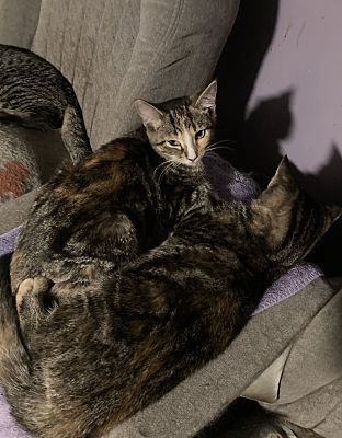 Mango bonded (see description)