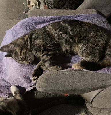 Mango bonded (see description)