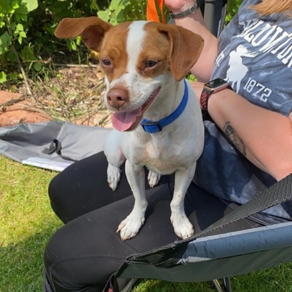 Capone aka Pony Boy, an adoptable Jack Russell Terrier in Oakley, UT, 84055 | Photo Image 1
