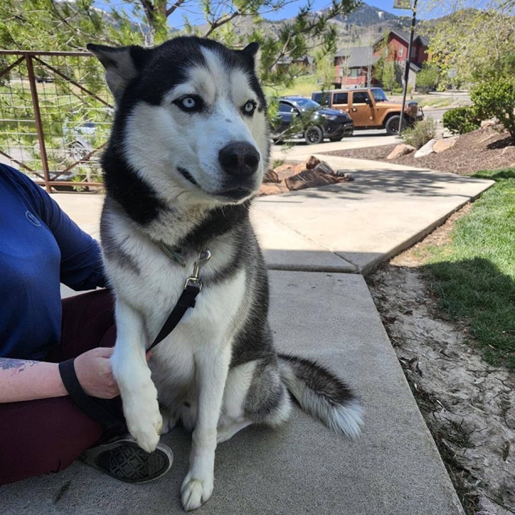 Ky, an adoptable Siberian Husky in Oakley, UT, 84055 | Photo Image 1