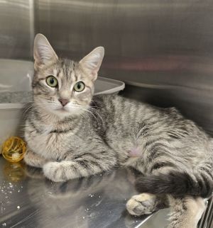 Lily, Young Female Domestic Short Hair