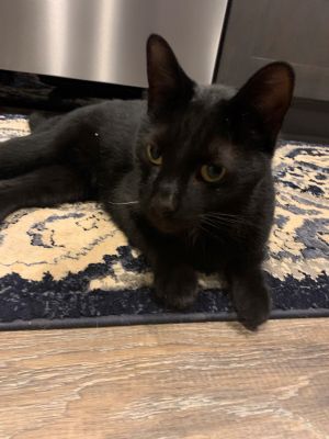 Jack, Young Male Domestic Short Hair