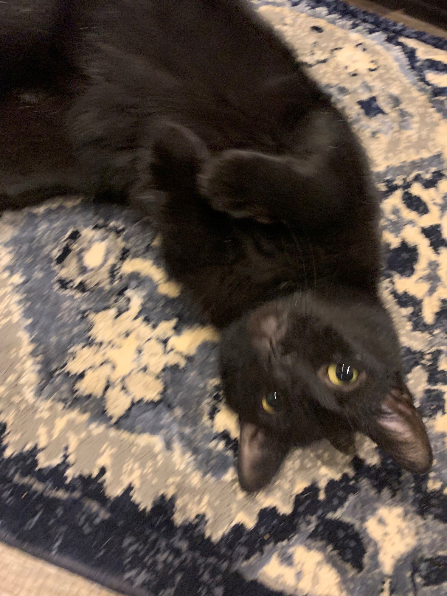 Jack