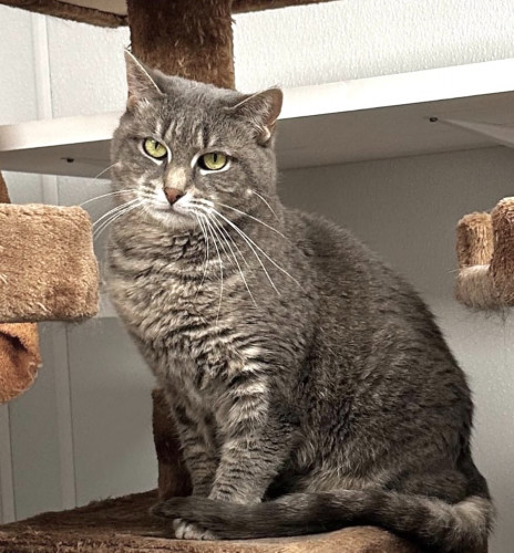 Feebie, an adoptable Domestic Short Hair in St. Johnsbury, VT, 05819 | Photo Image 1