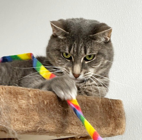 Feebie, an adoptable Domestic Short Hair in St. Johnsbury, VT, 05819 | Photo Image 2