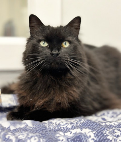 Monty, an adoptable Domestic Long Hair, Maine Coon in St. Johnsbury, VT, 05819 | Photo Image 1
